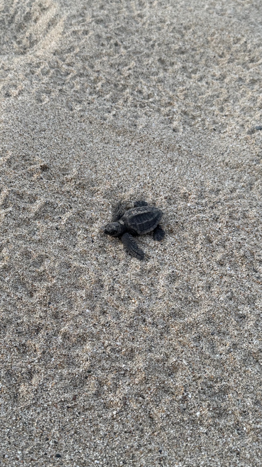 A sea turtle hatchling crossing the sand